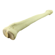 Kaufen Sie ein 12319 Tibia, ein simuliertes bohrbares Tibia-Skelett